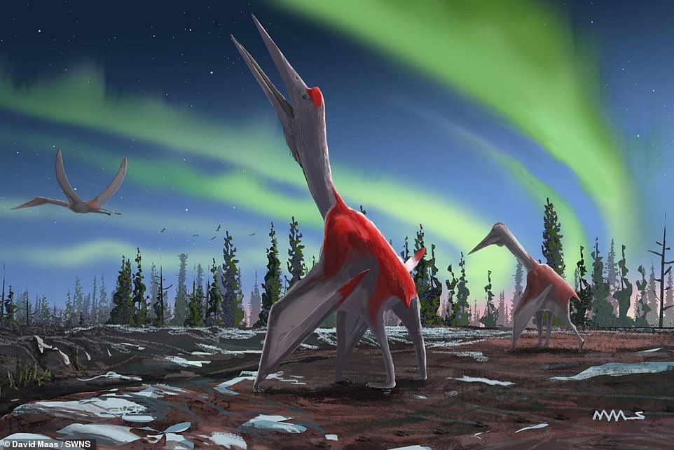 A new species of pterodactyl the size of a small plane has been discovered in Canada. And scientists have called it Cryodrakon boreas, or Frozen Dragon of the North. Above: How the creature might have looked